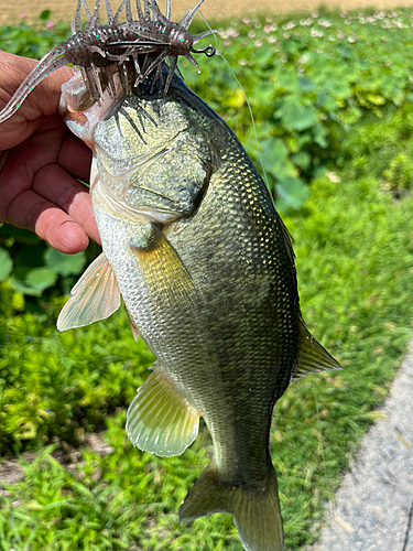 ブラックバスの釣果