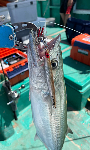 サゴシの釣果