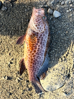 オオモンハタの釣果