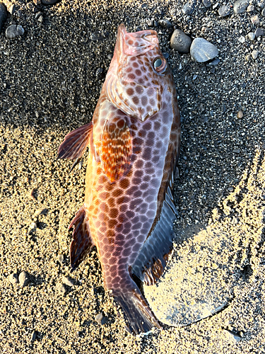 オオモンハタの釣果