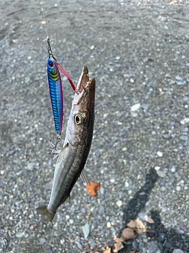 カマスの釣果