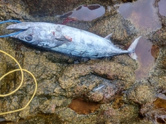 ハガツオの釣果