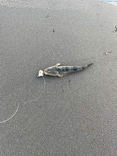 マゴチの釣果