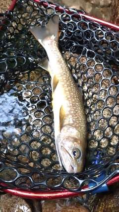 イワナの釣果