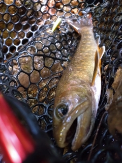 イワナの釣果