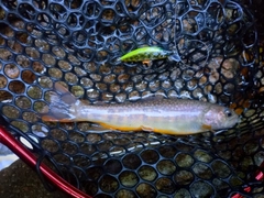 イワナの釣果