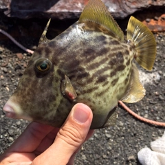 カワハギの釣果