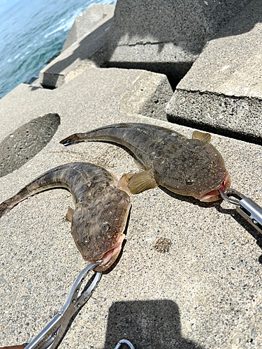 マゴチの釣果