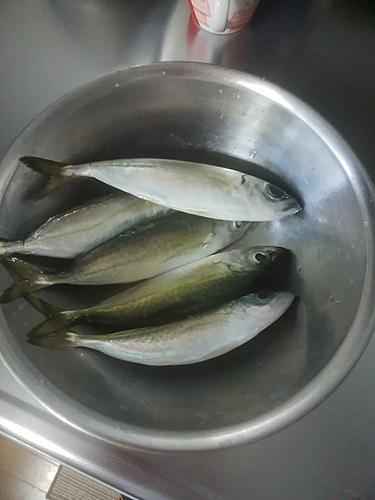 アジの釣果