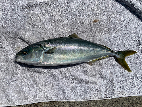 ワカシの釣果