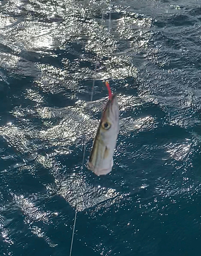 カマスの釣果