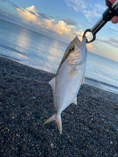 シオの釣果