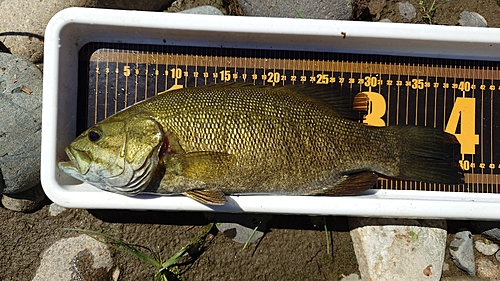 スモールマウスバスの釣果