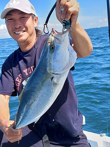 ハマチの釣果