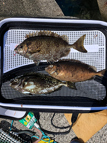 アイゴの釣果