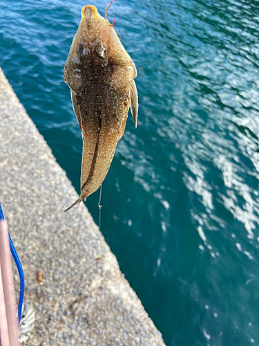 メゴチの釣果