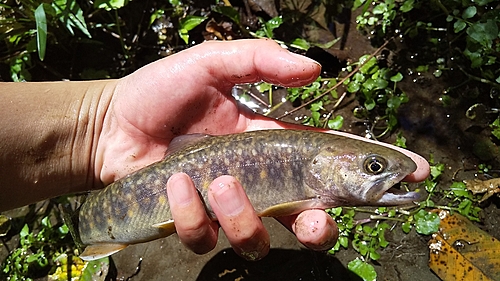 イワナの釣果