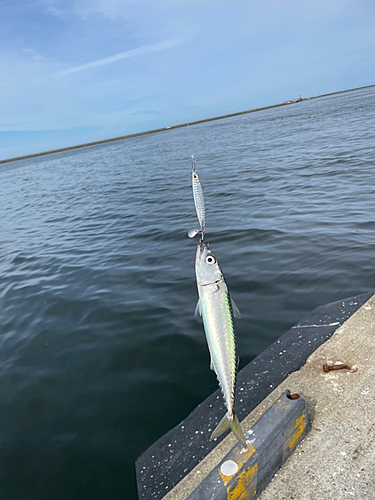 サバの釣果