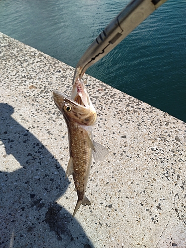 エソの釣果