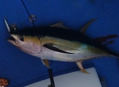 キハダマグロの釣果