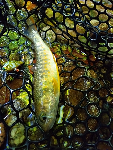 イワナの釣果