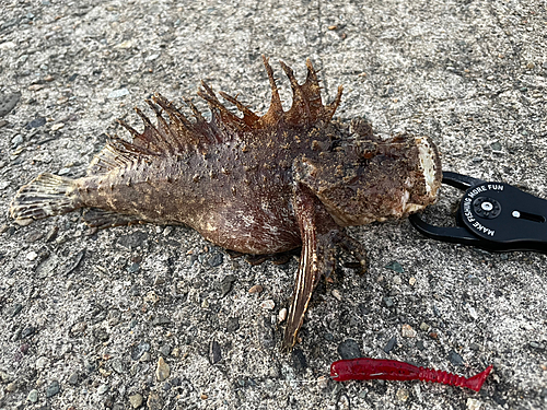 オニオコゼの釣果