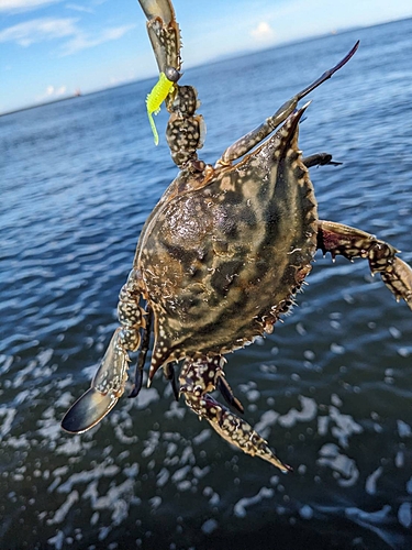 ワタリガニの釣果