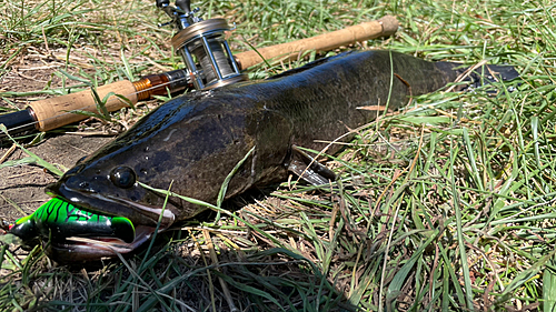 ライギョの釣果