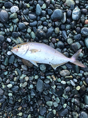 ショゴの釣果