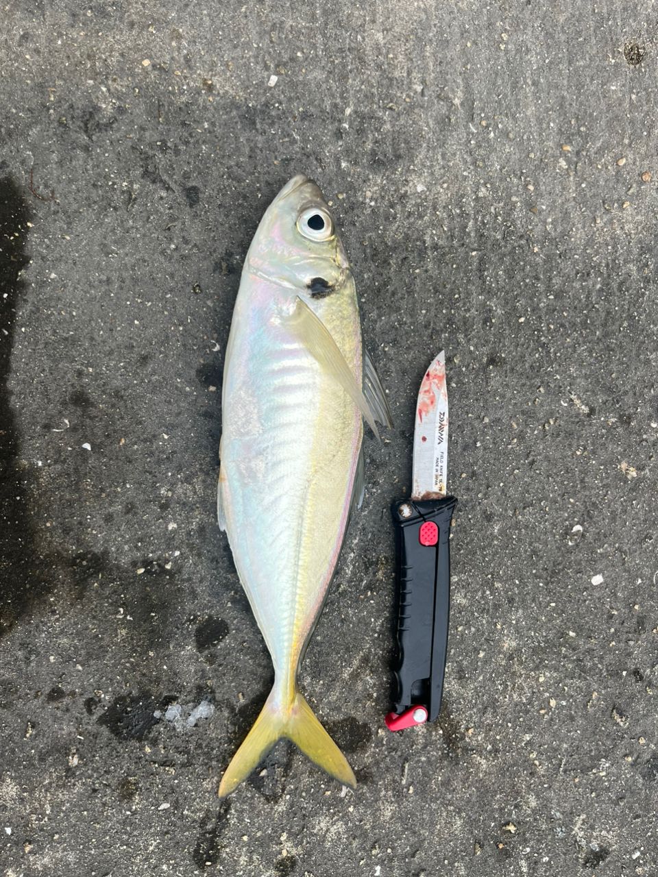 アングラ吉野のKさんさんの釣果 2枚目の画像