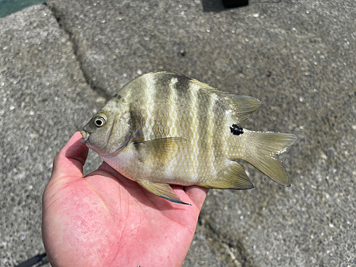 カンモンハタの釣果