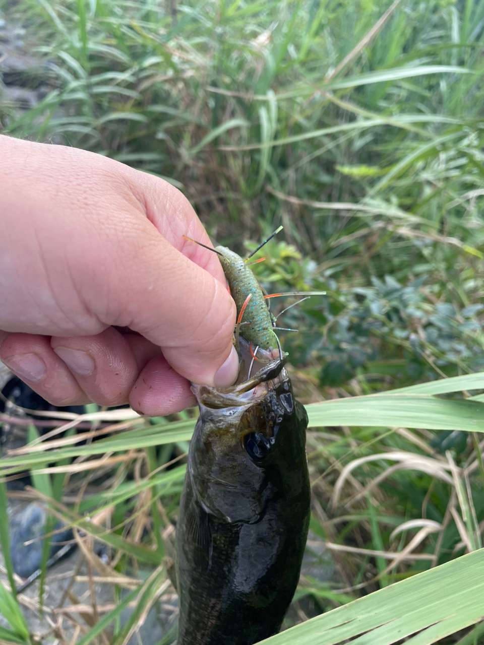 スモールマウスバス