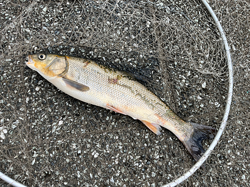 ウグイの釣果