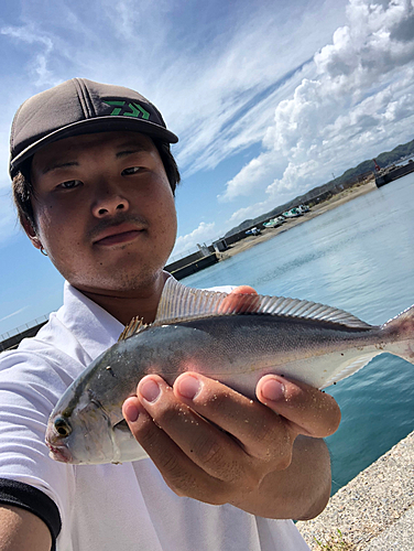 カンパチの釣果