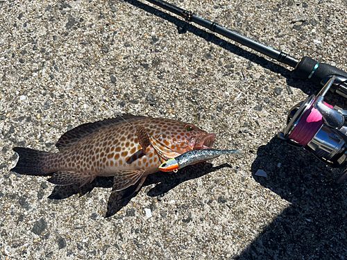 オオモンハタの釣果