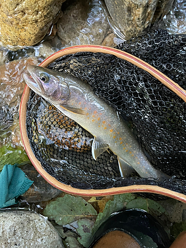 イワナの釣果