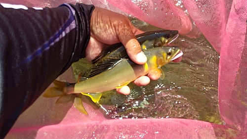 アユの釣果