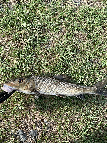 ニゴイの釣果