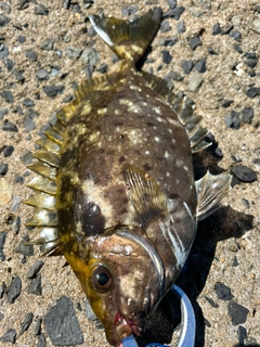 バリの釣果