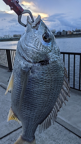 キビレの釣果