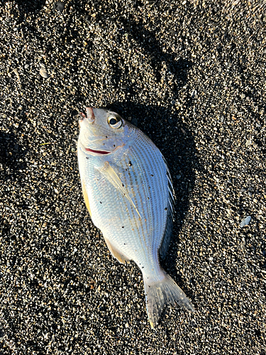 ヘダイの釣果