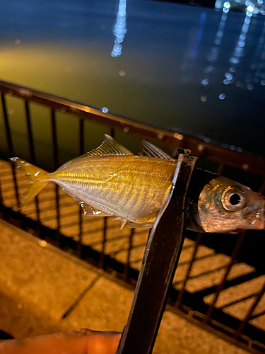 釣果