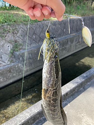 タイワンドジョウの釣果