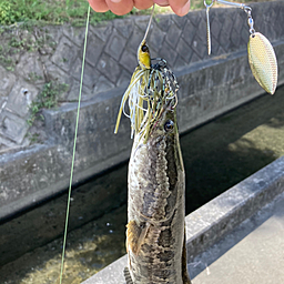 タイワンドジョウ