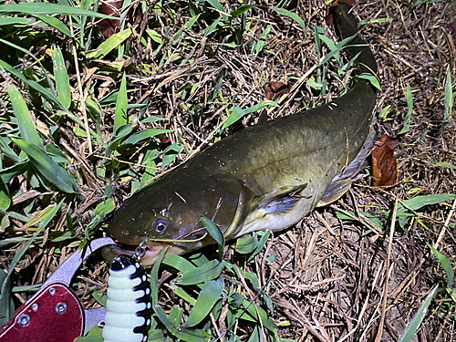 マナマズの釣果