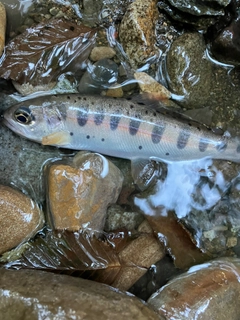 ヤマメの釣果