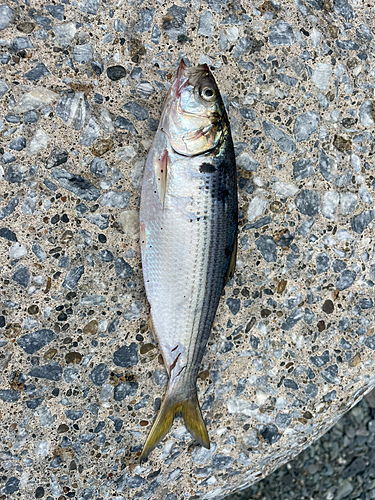 コノシロの釣果