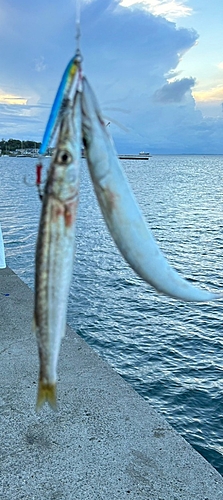 カマスの釣果