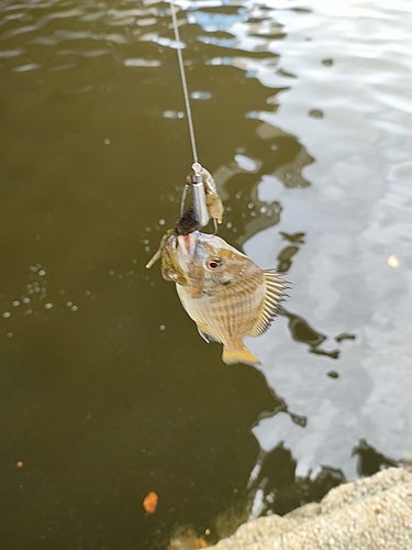 キビレの釣果