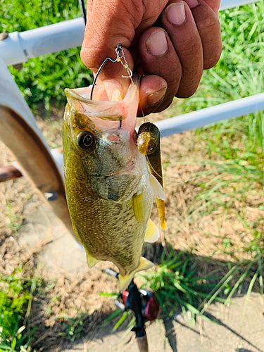 ラージマウスバスの釣果